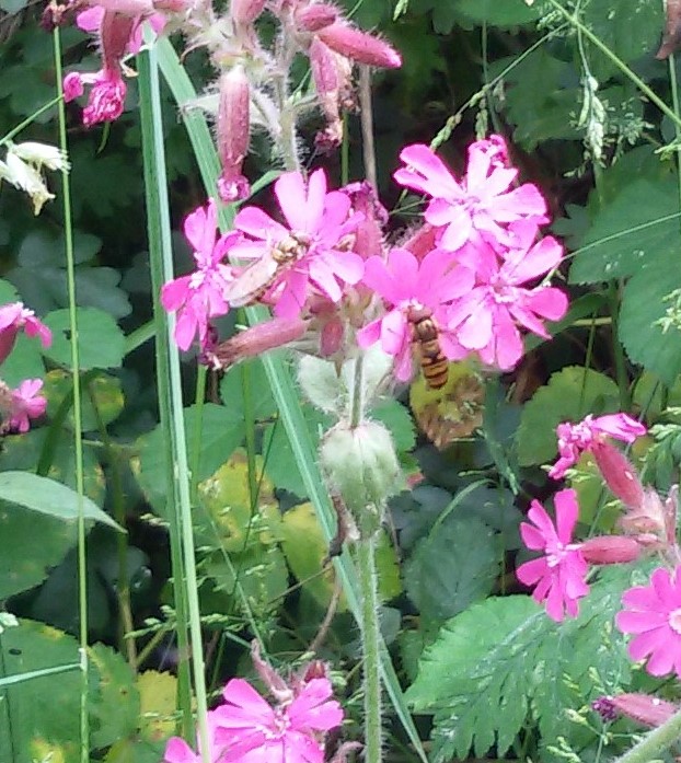 Waldblumen und Insekt - Startseite Andrea Fürmetz