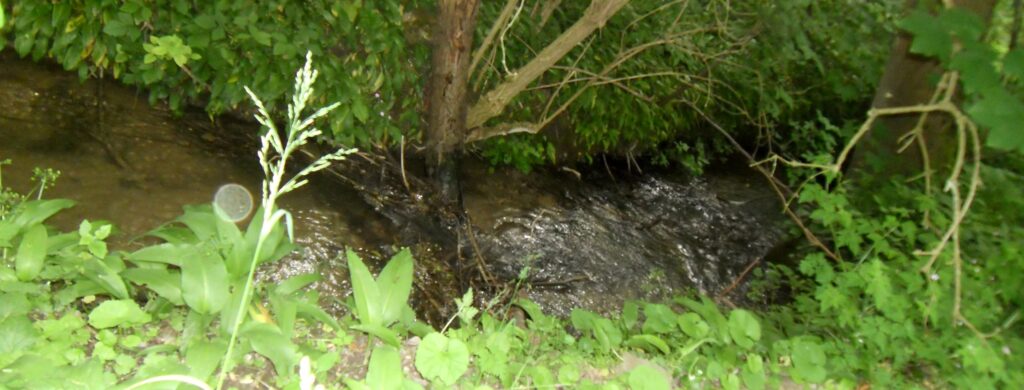 Banner Andrea Fürmetz - Bach mit Orb